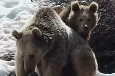 Erzincan'da Kış Uykusundan Uyanan Ayıların Kar Keyfi