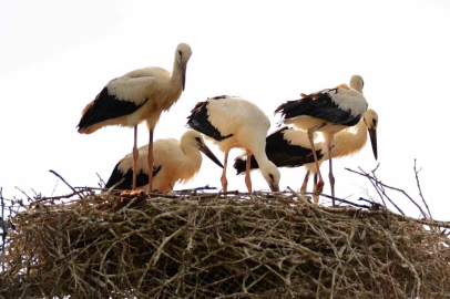 İklim Değişikliği Leylekleri Şaşırttı: Erzincan'a Erken Geldiler