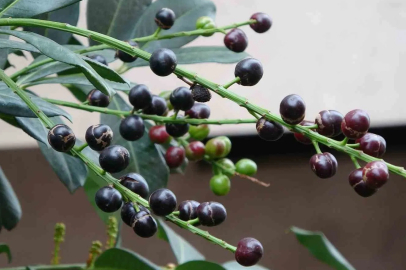 Ordu'da Şaşırtan Görüntü: Karayemiş 3 Ay Erken Meyve Verdi