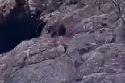 Şırnak'ta Kış Uykusundan Uyanan Ayı Karda Yiyecek Aradı