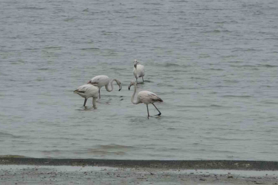 Van Gölü'nü Şenlendiren Flamingolar Bu Yıl Erken Geldi
