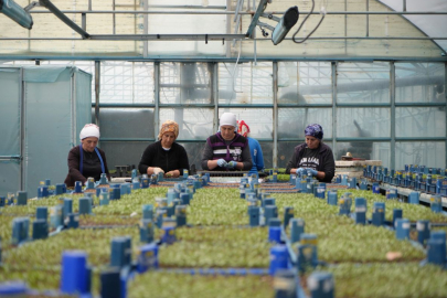 Erzincan'da Seralardan Yılda 1 Milyon Sebze Fidesi Çıkıyor