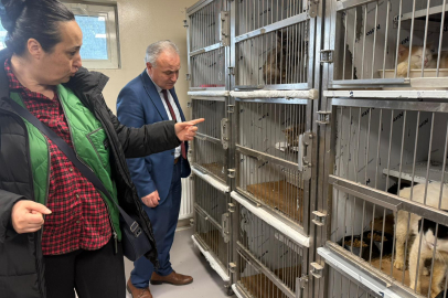 Sincan'da Hayvanlara Eziyet: 102 Kedi ve Köpek Kurtarıldı