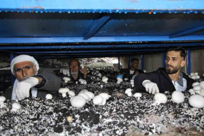 2 Bin Yıllık Tarihi Mağarada Ayda 3 Ton Mantar Üretimi