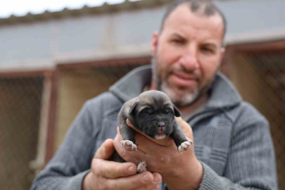 2026'nın İlk Kangalları Doğdu: Karakter Ayrımı Başladı