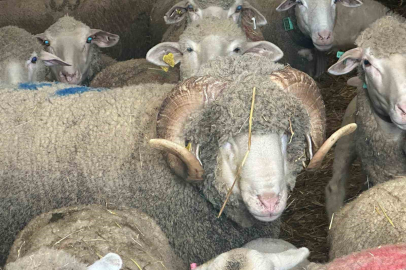 Rekor Fiyata Satılan Şampiyon Koçun Kuzularına Şimdiden 150 Talep