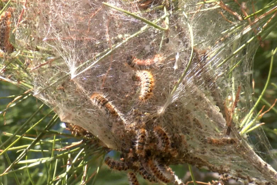 Antalya'da Çam Kese Tırtılı Alarmı: Temas Etmeyin