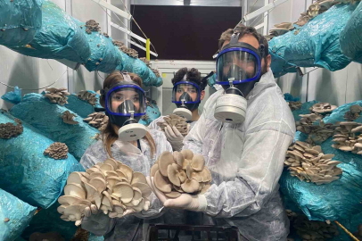 Avukatlıktan Mantar Üreticiliğine: Günde 1 Ton Hasat