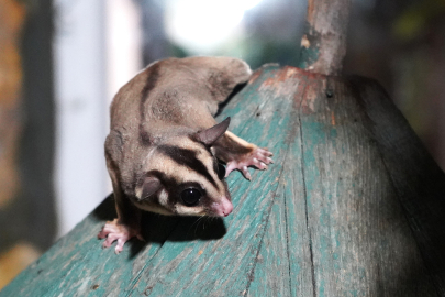 El Konulan 33 Şeker Planörü Antalya'da Tedavi Altında