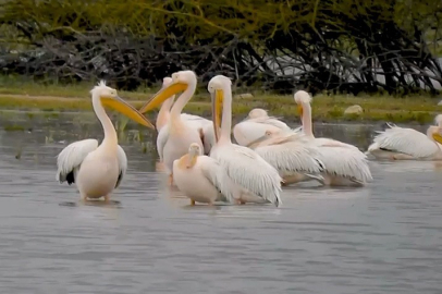 Göçmen Pelikanlar İnegöl Boğazköy Barajı'nda Mola Verdi