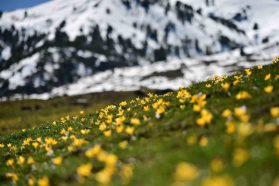 Gümüşhane'de İki Mevsim Bir Arada: Musalla Vadisi Renklendi