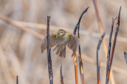 İskandinavya'dan Gelen Çıvgın Kuşu Diyarbakır'da