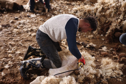 Kars'ta Havaların Isınmasıyla Koyun Kırkım Mesaisi Başladı