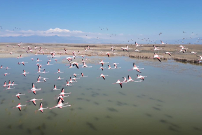 Kayseri'de Flamingo Şöleni: Sultan Sazlığı Renklendi