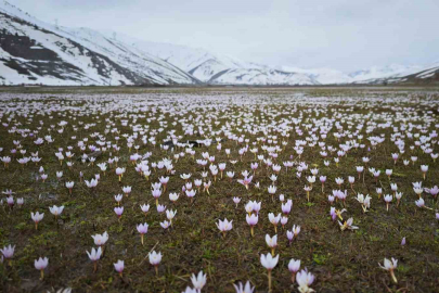 Tatvan Güzeldere Vadisi'nde Çiğdemler Görsel Şölen Sunuyor