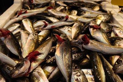 Trabzon'da Av Yasağı Öncesi Hamsi Yerini İstavrite Bıraktı