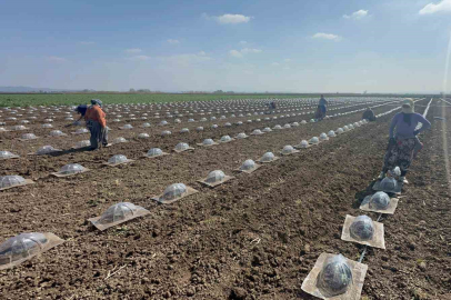 Bursa Karacabey'de Turfanda Karpuz Mesaisi Başladı