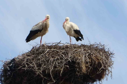 Muş'ta Göçten Dönen Leylekler Yuvalarına Yerleşti