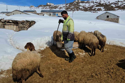 Süphan Dağı Eteklerinde Zorlu Geçim Mücadelesi