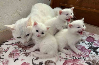 Van Kedi Villası'nda 2026 Yılının İlk Yavruları Dünyaya Geldi