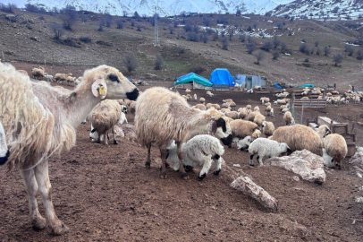 Erzincan'da Kuzuların Anneleriyle Buluşması Görsel Şölen Sundu