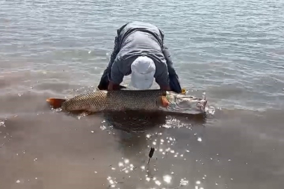 Elazığ'da Yasağa Saatler Kala 65 Kiloluk Dev Turna Yakalandı