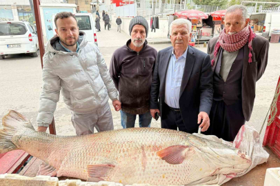 Fırat Nehri'nde Yakalanan 120 Kiloluk Dev Turna Görenleri Şaşırttı