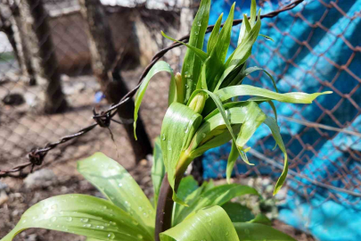Şırnak'ta Ters Laleler Açtı: Koparmanın Cezası 700 Bin Lira