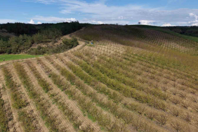 Adana’da Dolu Felaketi: Kayısı Bahçeleri Yerle Bir Oldu