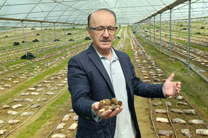 Antalya’da Bir İlk: Kuzugöbeği Artık Serada Üretiliyor