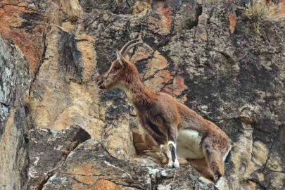 Uzundere’de Yaban Hayatı Şaşırttı: Keçiler Yolda