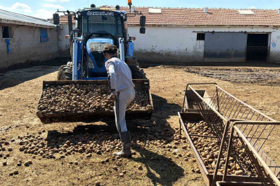 10 Liraya Üretilen Patates 70 Kuruşa Hayvan Yemi Oldu