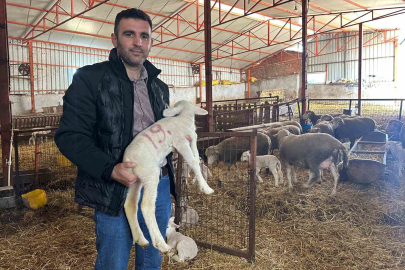 57 Yıllık Çiftlikten Türkiye'ye Safkan Merinos