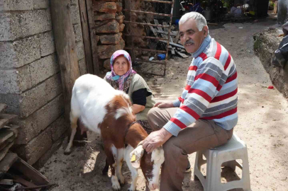 Antalya'da Komşu Şikayeti Keçileri Telef Etti