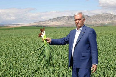 Araban Sarımsağında 50 Bin Ton Rekolte Beklentisi