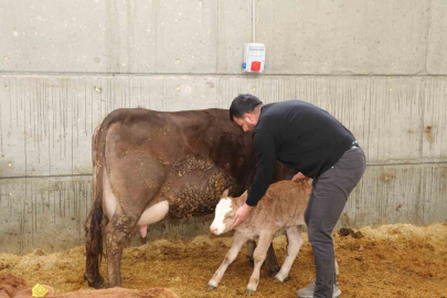 Akıllı Ahır Sistemiyle Verimlilik Zirveye Çıktı