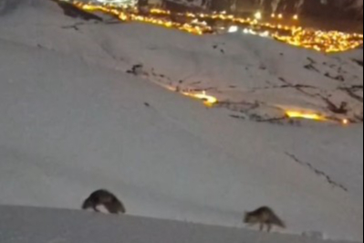 Hakkari’de Geceye Damga Vuran An: Tilkilerin Zirvedeki Oyunu Büyüledi