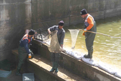 Kanala Sürüklenen Balıklar İçin Seferberlik