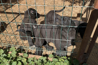 Kulak Kesme İddiası İncelemeye Alındı