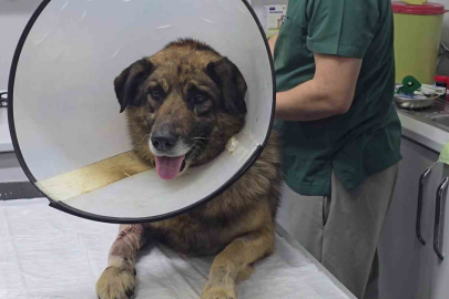 Vicdanları Yaralayan Olayda Mutlu Son