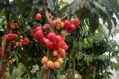 Afyonkarahisar’da Bir İlk: Mevsim Dışı Kiraz Hasadı Yapıldı
