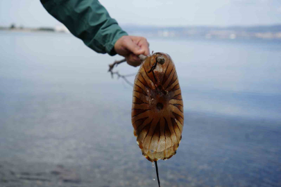 Denizde bu türü görürseniz sakın yaklaşmayın