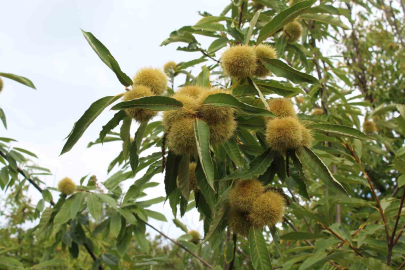 Gal Arısı Üretimi Vurdu, Önlemler Masada