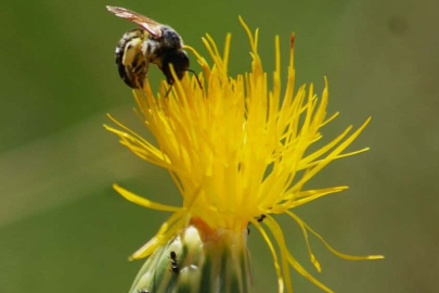 Kuşadası'nın Endemik Simgesi Tülüşah Yok Olmanın Eşiğinde