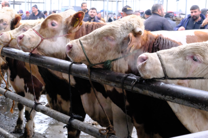 Türkiye'nin en büyük canlı hayvan pazarında yoğunluk