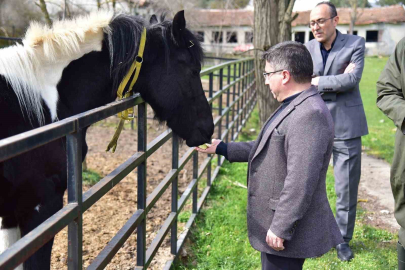 Balıkesir'de Türkiye'nin İlk Tüp Tayı Balat 2 Yaşına Bastı