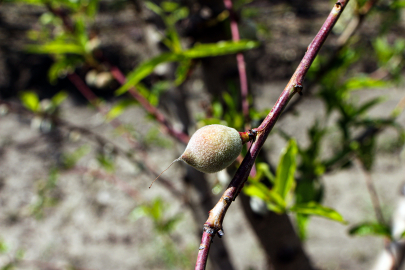 Çukurova’da Umut Veren Sezon: Ağaçlar Çiçek Açtı