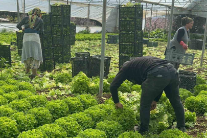 Geçen sene zararıyla ağlatan ’kıvırcık’ bu yıl güldürdü