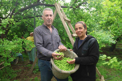 Hatay'da Sera Can Eriği 450 Liradan Avrupa'ya İhraç Ediliyor