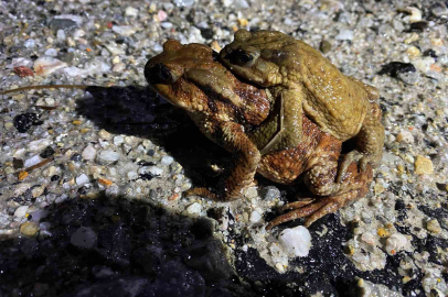 Kütahya’da Doğa Alarm Veriyor: Binlerce Yıllık Göç Tehlikede